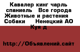 Кавалер кинг чарль спаниель - Все города Животные и растения » Собаки   . Ненецкий АО,Куя д.